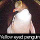 Dunedin City- Yellowed Penguin