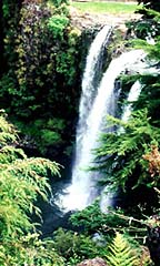 Whangarei -Wangarei falls